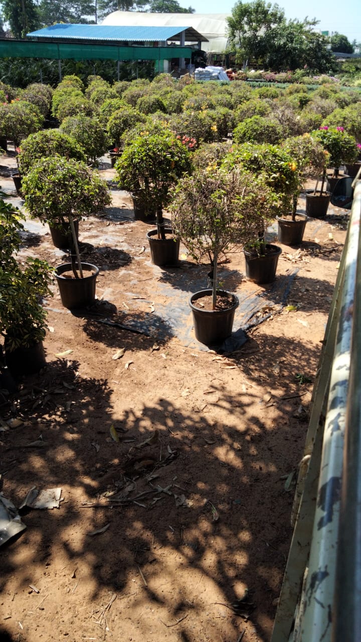 Best Kadiyam Nursery Call 6309717556, Kadiyam Nursery /kadiyam Online